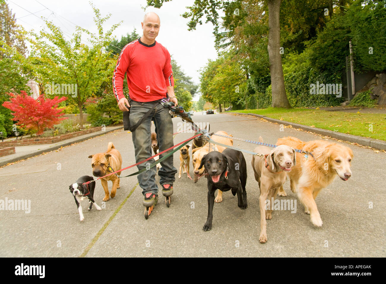 Man on rollerblades walking dogs Stock Photo Alamy