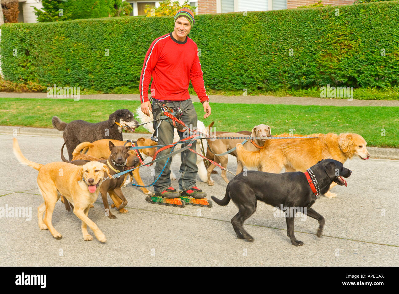 Man on rollerblades walking dogs Stock Photo