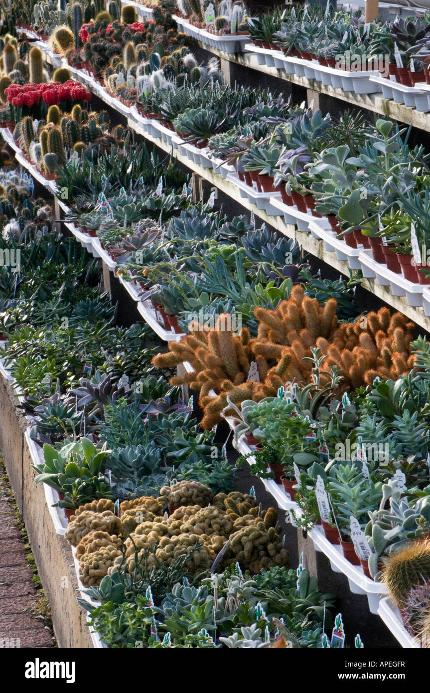Cactus display in greenhouse Stock Photo - Alamy