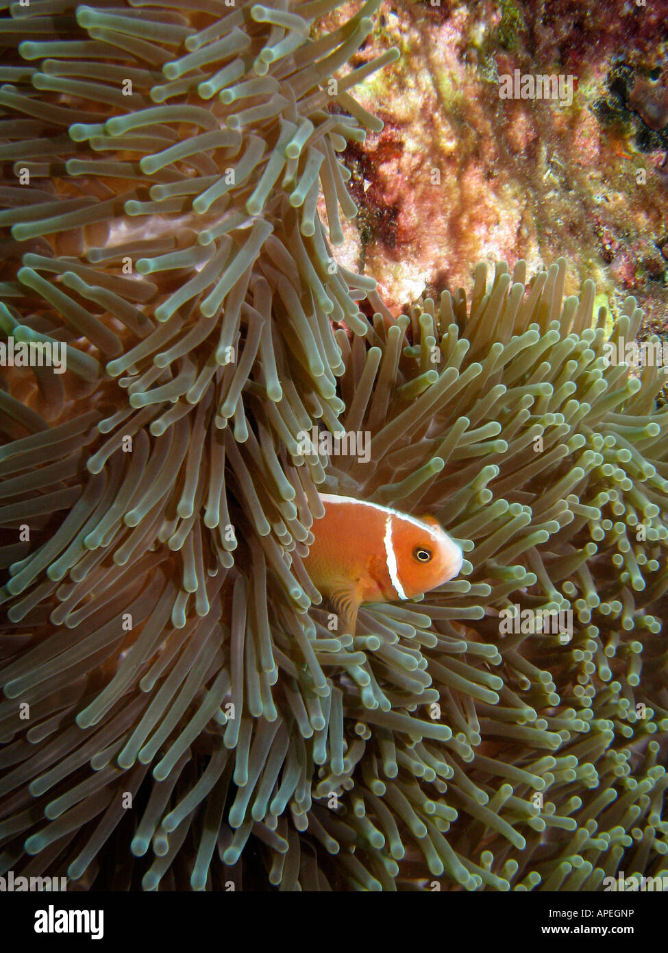 Pink Anemonefish Amphiprion perideraion in Anemone Agincourt Reef Great Barrier Reef North Queensland Australia Stock Photo