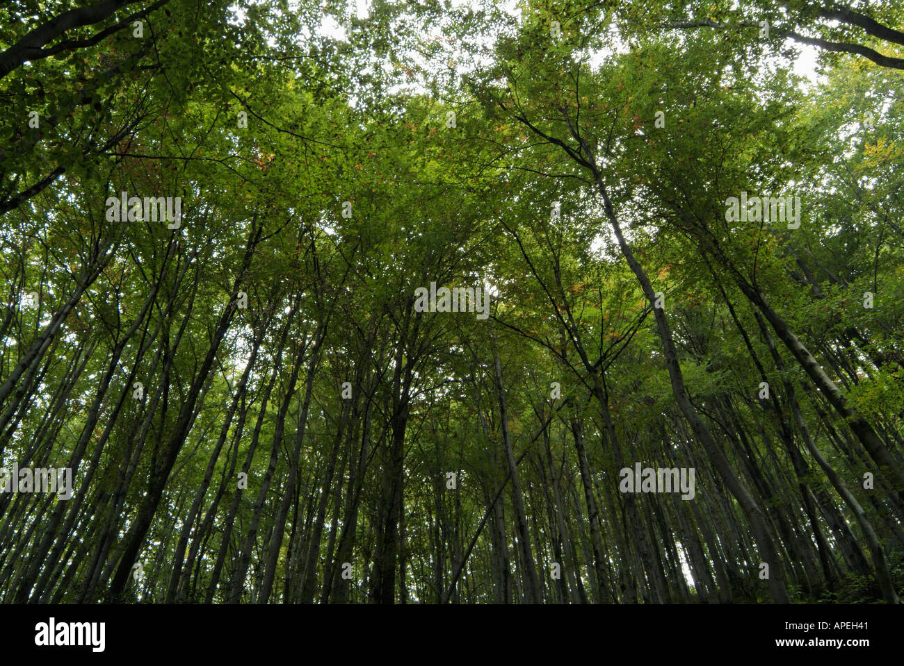 Forest Canopy Stock Photo