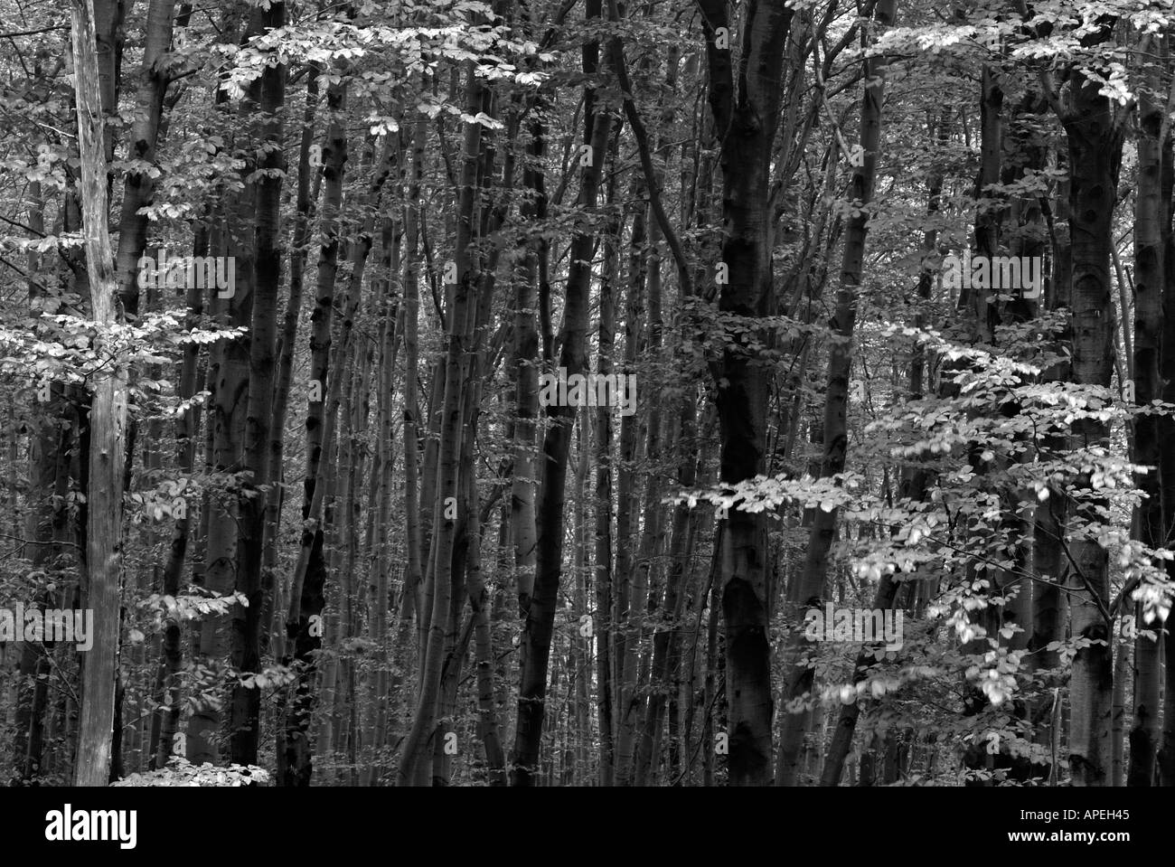 Tree trunks Black and White Stock Photos & Images - Alamy
