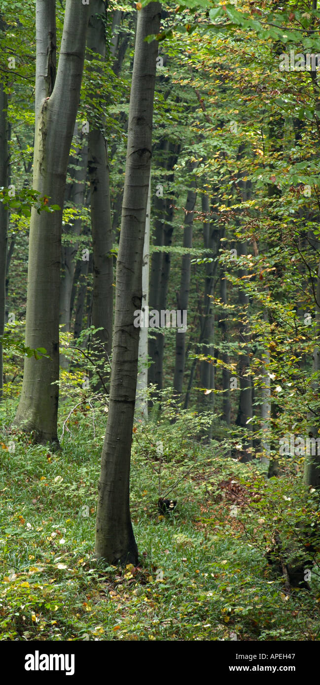 Forest hi-res stock photography and images - Alamy