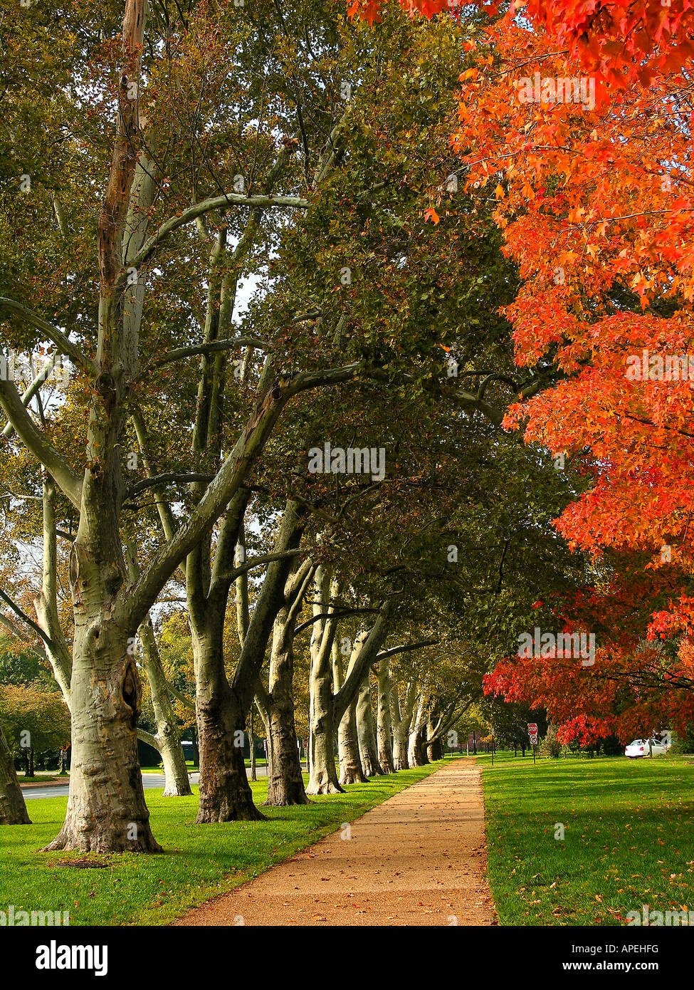 Sycamore Lane near the Tidal basin and World War 2 Memorial, Washington ...