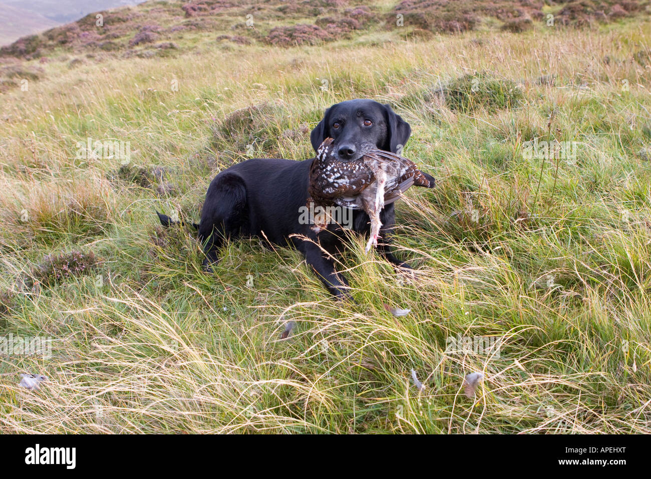 Labrador holding grouse after picking bird, Scotland, UK Stock Photo