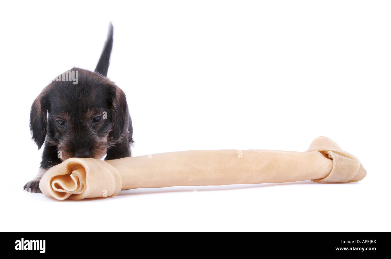 sausage dog domestic dog Canis lupus f familiaris puppy sniffing at a