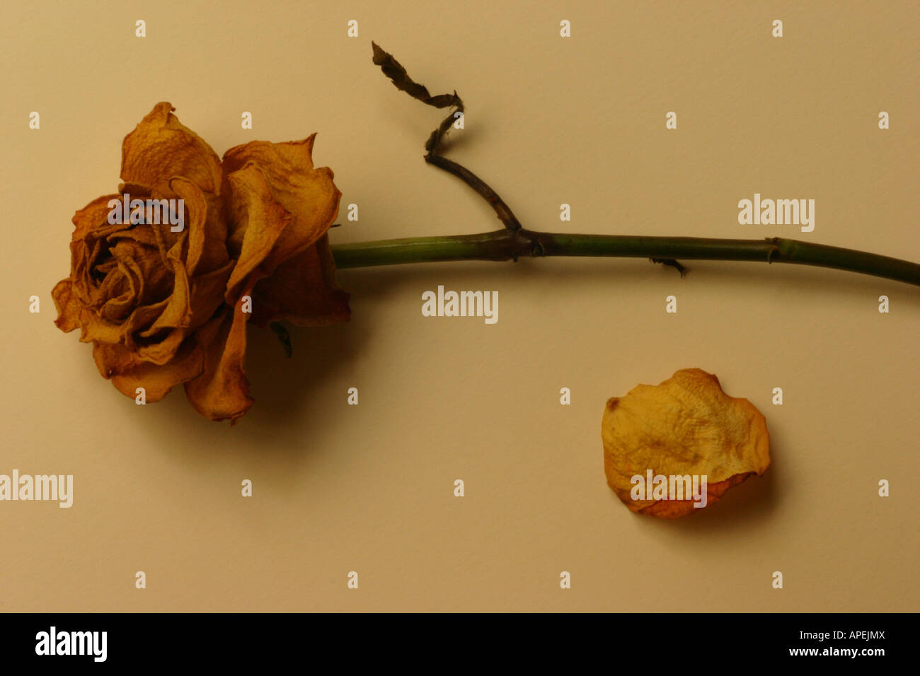wilted rose Stock Photo Alamy