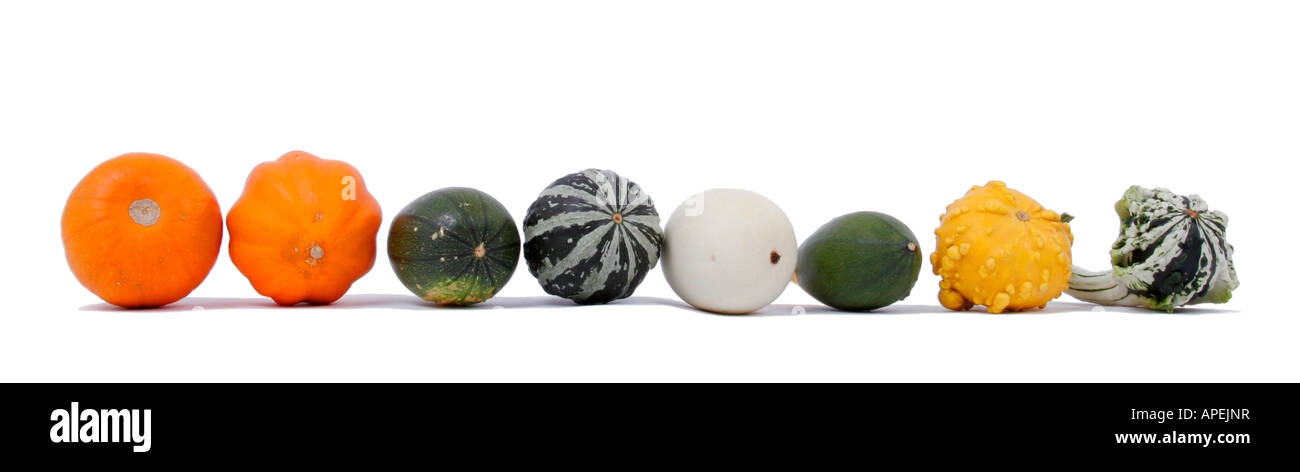 ornamental pumpkin Cucurbita pepo convar microcarpina different cultivars diversity within one species Stock Photo
