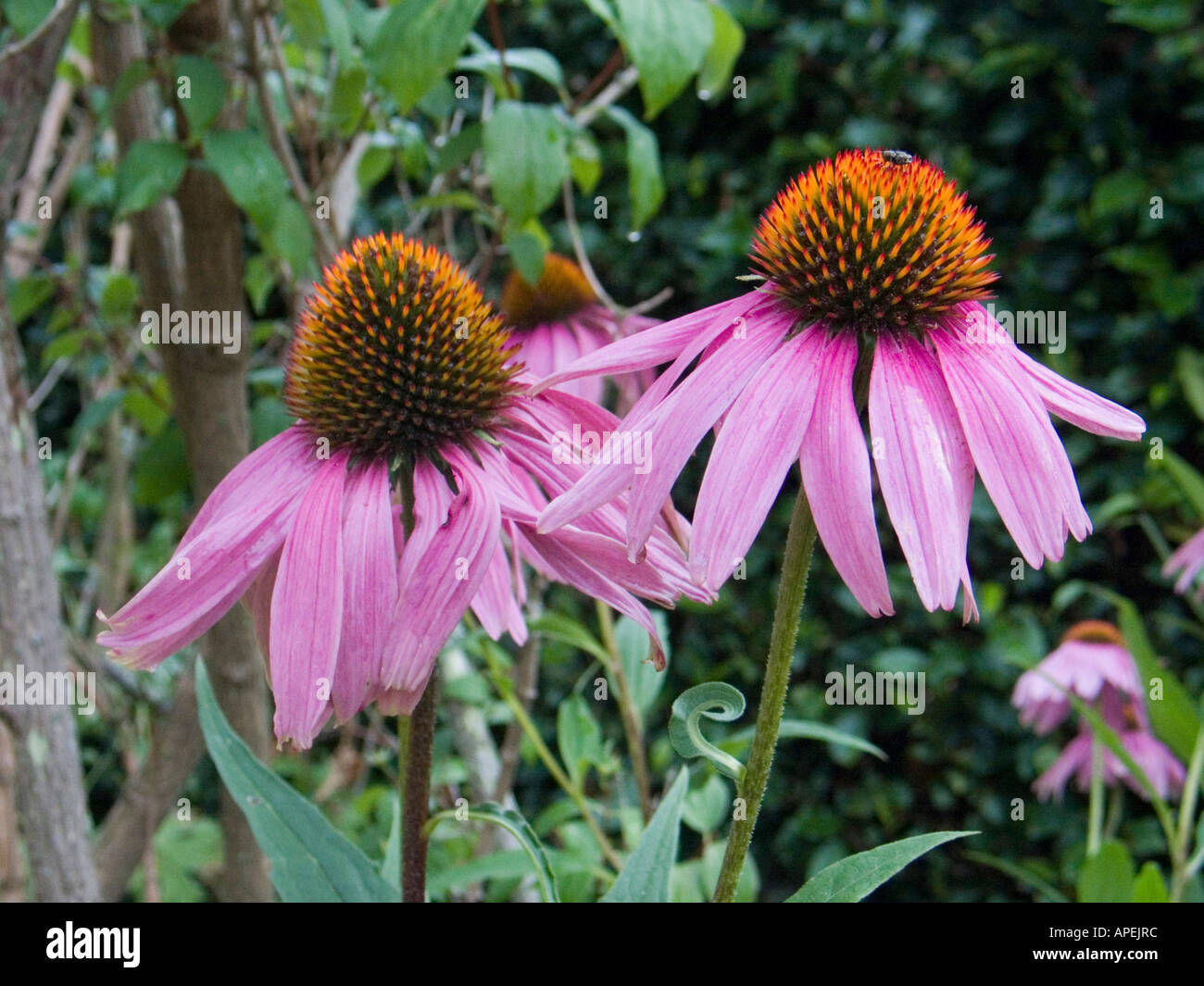 Flowers in the gardens of Down House the home of Charles Darwin in Kent
