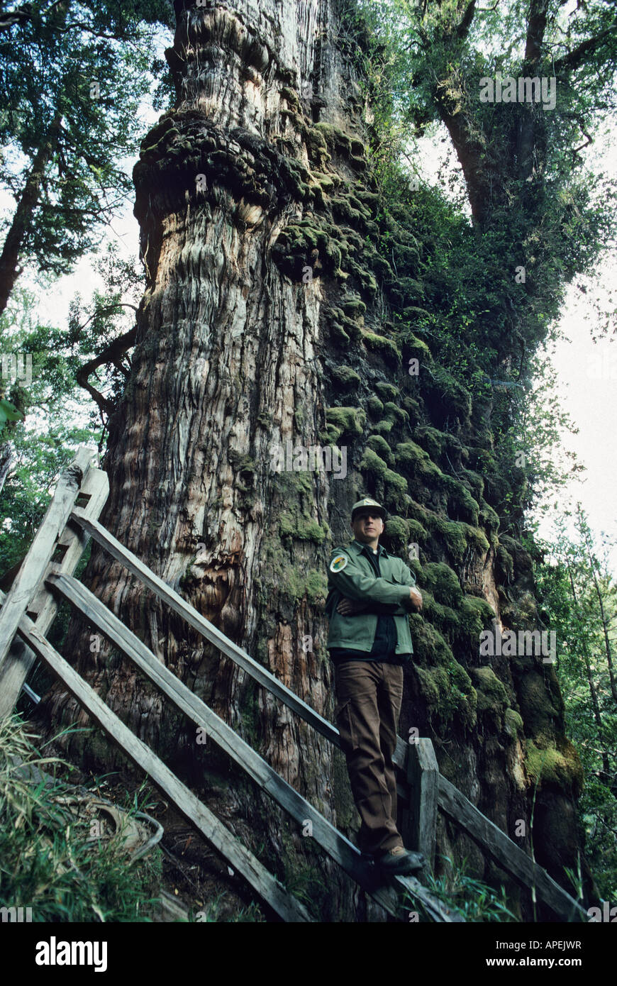 The largest and oldest remaining Alerce tree, Fitzroya cupressoides, (over 3000 years old) with guard in Valdivia Chile Stock Photo