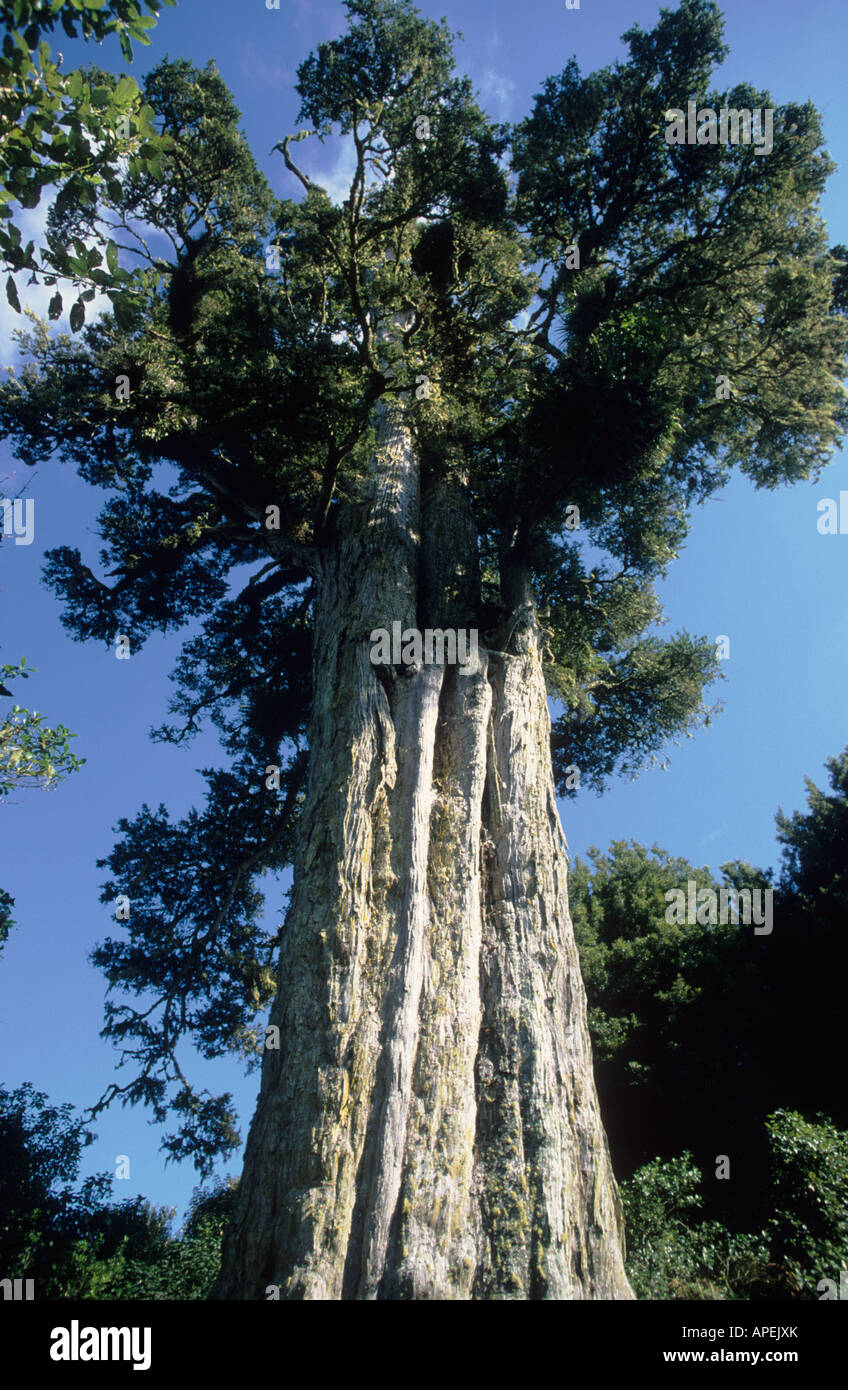 Poukani tree, oldest Totara (Podocarpus totara) tree in New Zealand, 1800 years old Stock Photo