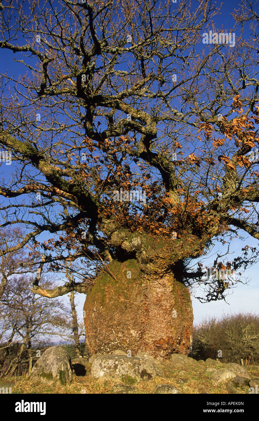 Historic and curiouslyshaped tree known as the Duncan Forbes oak