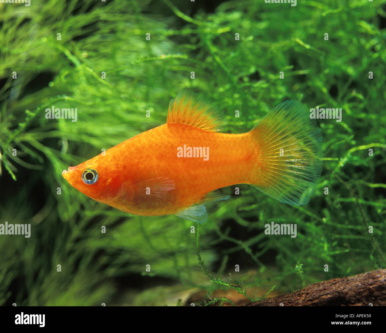 Fish Xiphophorus Maculatus Labat Rouquette VWPics com Stock Photo