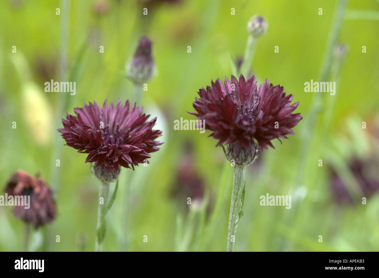 Centaurea cyanus Black Ball, cornflower Stock Photo Alamy