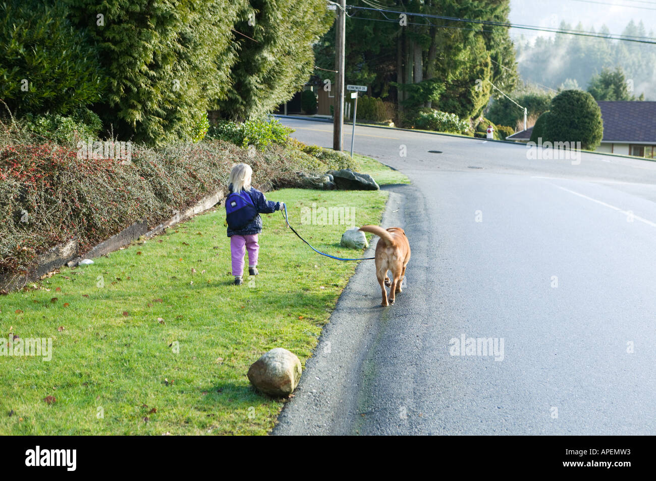 Young Girl Walking Her Labrador Dog Stock Photo - Alamy