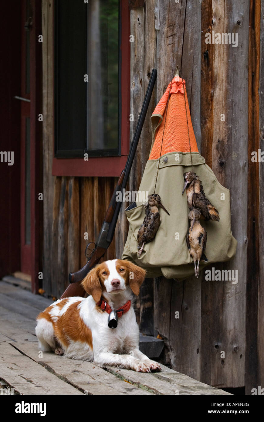 Alert Brittany Laying Down Beside Old Side-by-side Shotgun Hunting Vest and Three Harvested Woodcock on Porch of Rustic Outpost Stock Photo