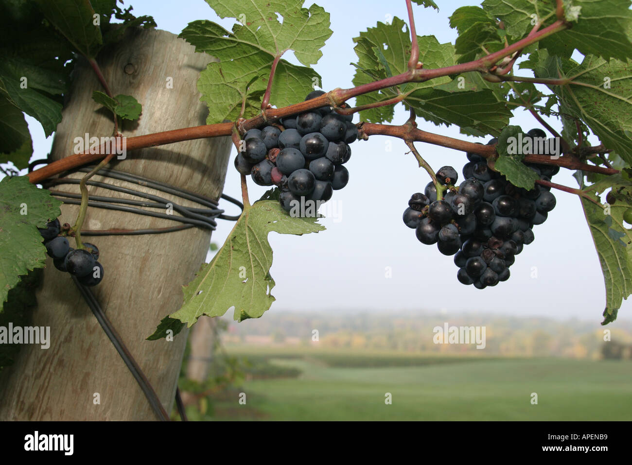 Michigan Coloma,Karma Vista Vineyards & Winery,Grape & Wine Industry