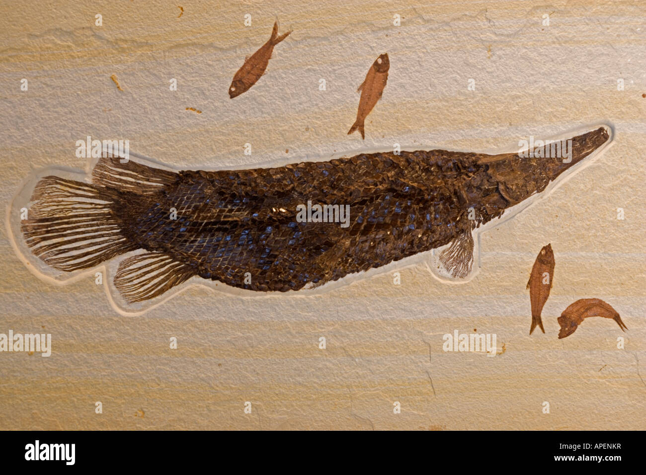 Fossil Gar (Labracodes simplex) with Knightia (smaller fish) Green River formation - Fossil Lake - Wyoming Stock Photo