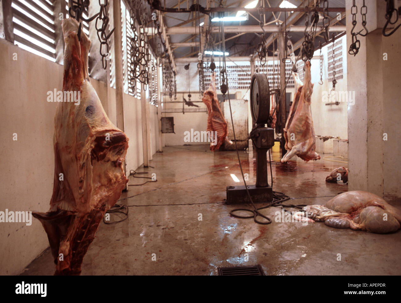 Cattle Slaughtering Stock Photos & Cattle Slaughtering 