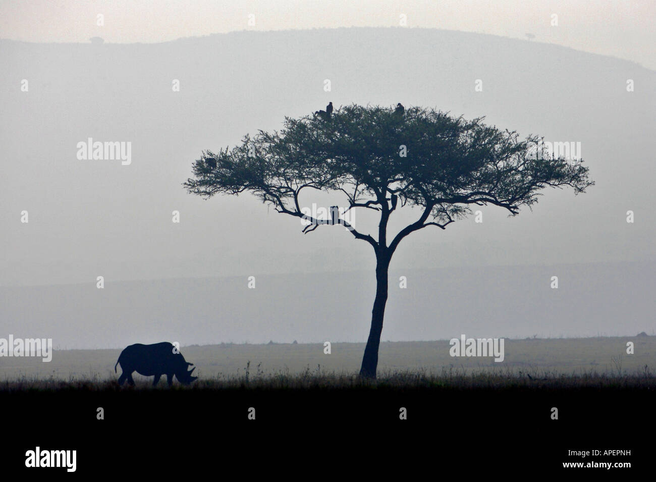 African Black Rhinoceros Stock Photo - Alamy