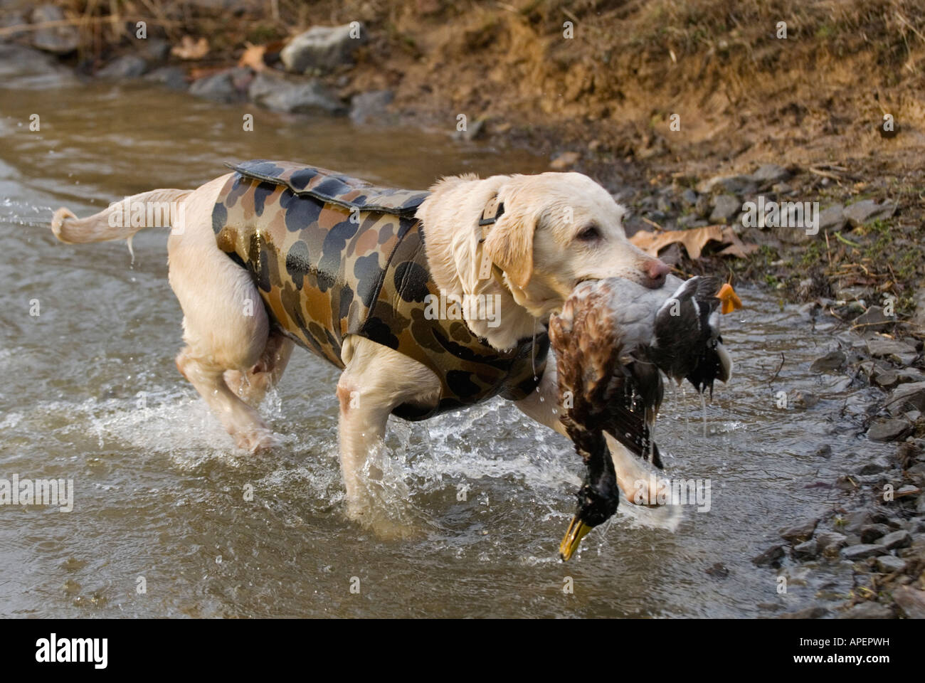 Yellow Labrador Retriever Retrieving Drake Mallard During Waterfowl Hunt Deer Creek Lodge Webster County Kentucky Stock Photo