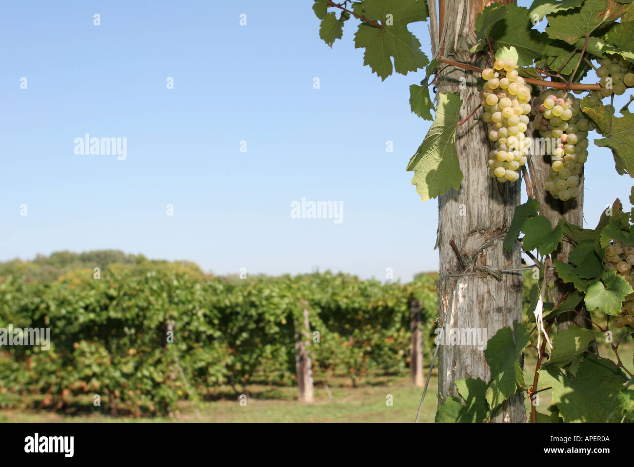 Michigan Buchanan,Tabor Hill Winery and,restaurant restaurants food dining cafe cafes,vineyard