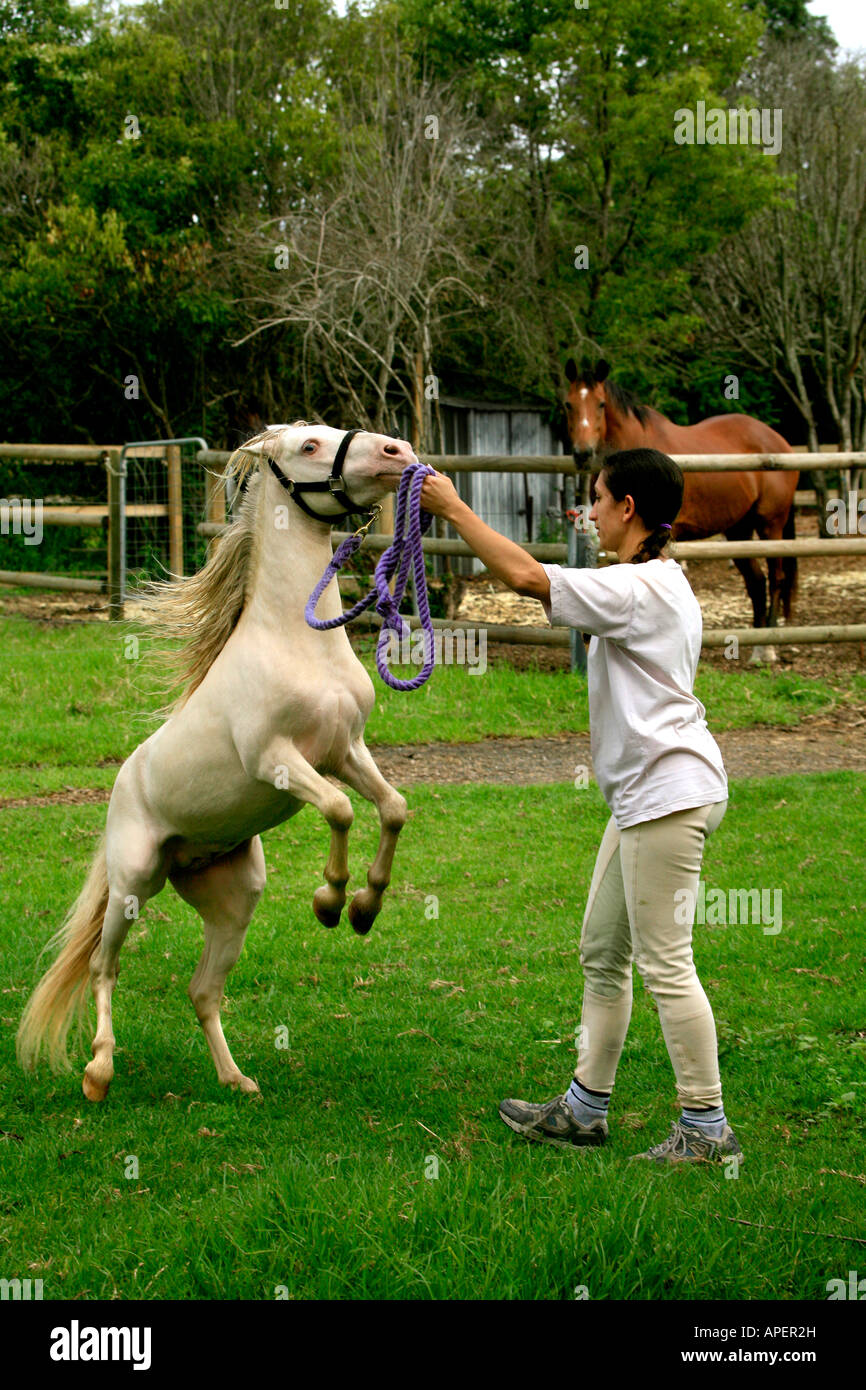 A woman trains a miniature horse or Pony Stock Photo Alamy