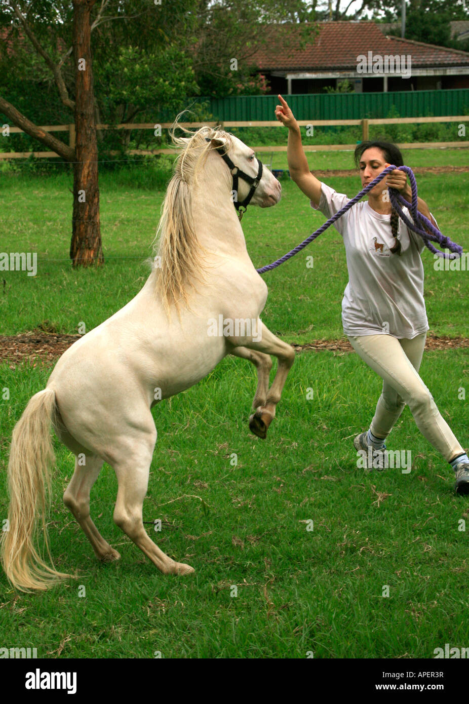 A woman trains a miniature horse or Pony Stock Photo Alamy