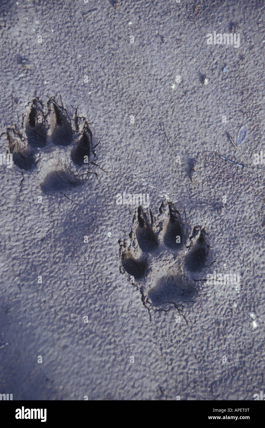 Wolf tracks hires stock photography and images Alamy