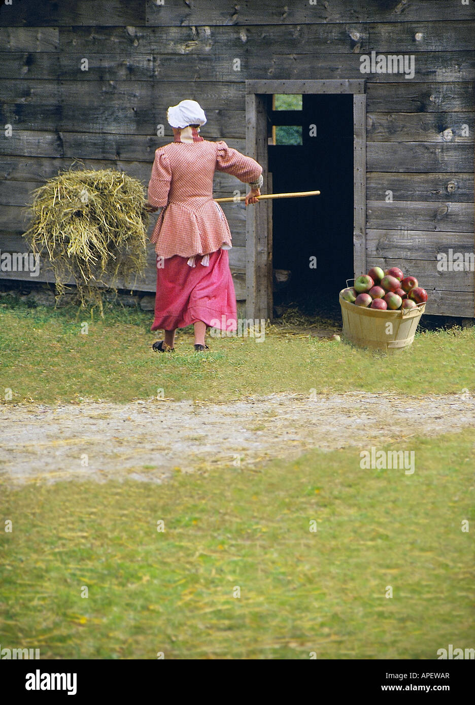 Young woman walking away, dressed in Colonial times farm dress, with pitchfork and hay, by old barn with basket of red apples. Stock Photo