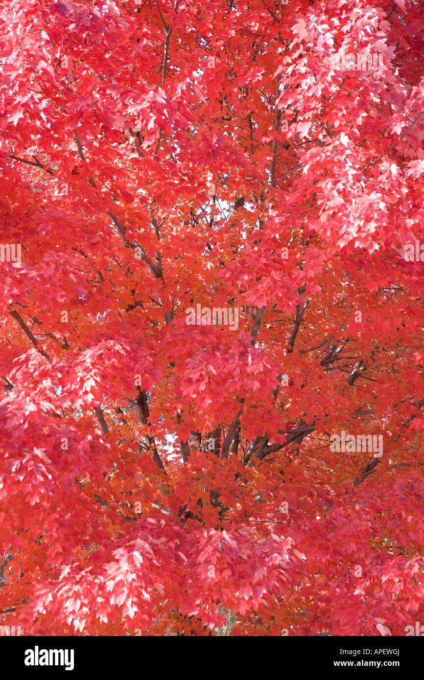 A close view of red maple leaves on an autumn day Stock Photo - Alamy