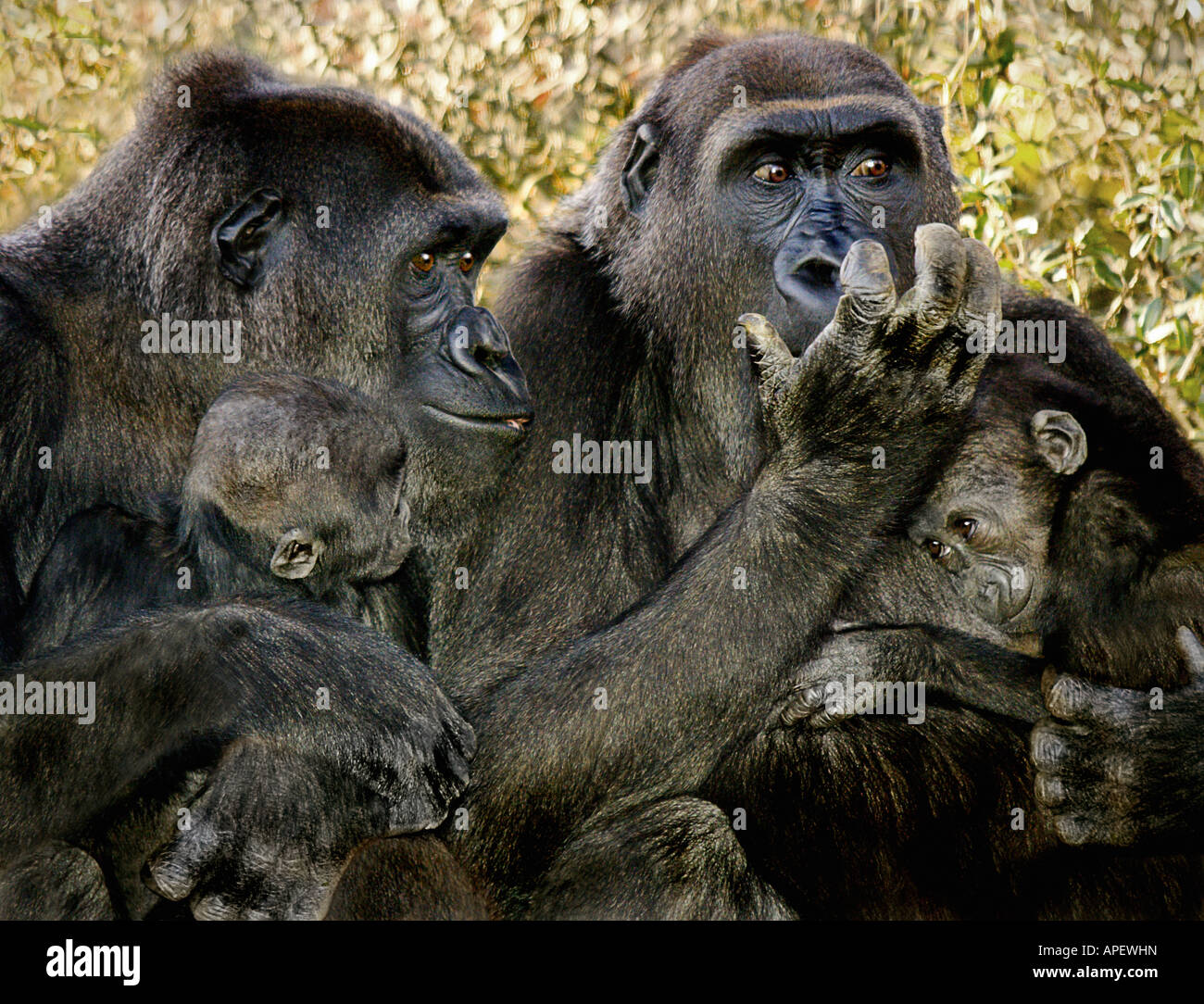 Gorilla babies with mothers High Resolution Stock Photography and