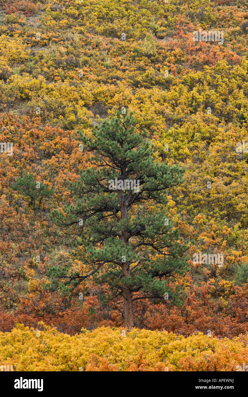 Lone Evergreen Tree Highlighted Against Autumn Clor on Mountain Side Uncompahgre National Forest Ouray County Colorado Stock Photo