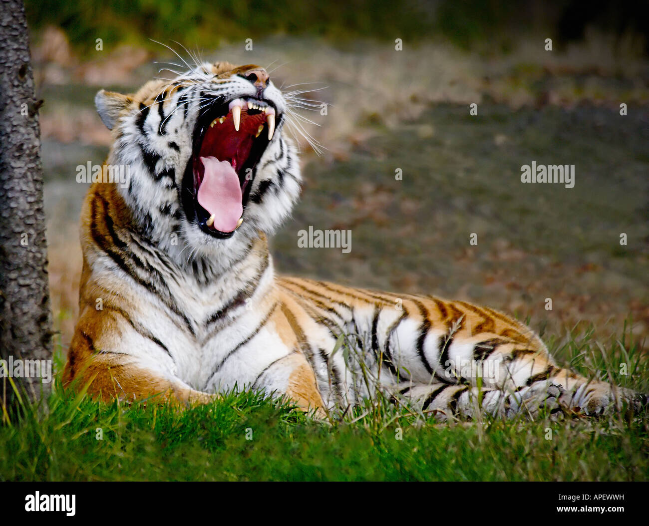 Tiger, adult, sitting on grass, with fierce expression, fully showing teeth roaring or yawning, woodsy background. Stock Photo