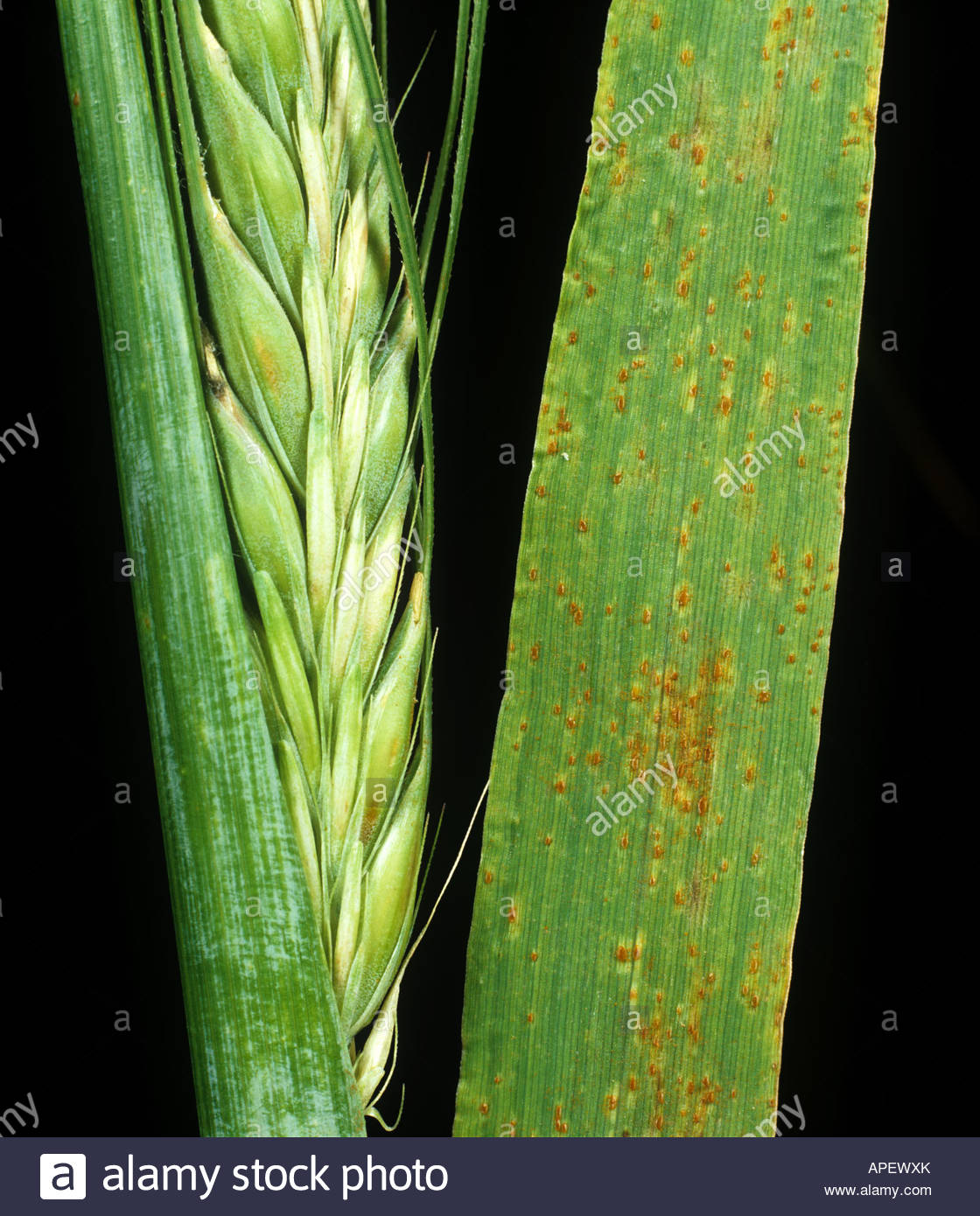 Rust Fungus Infection High Resolution Stock Photography and Images - Alamy
