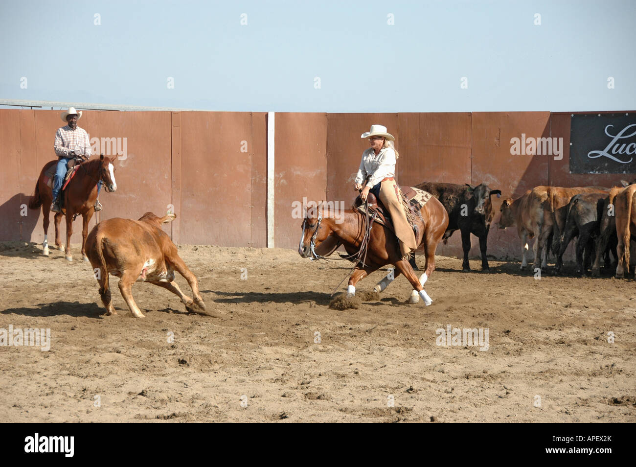 Cowboys Men and Women at Cutting horse with cattle competition on ranch