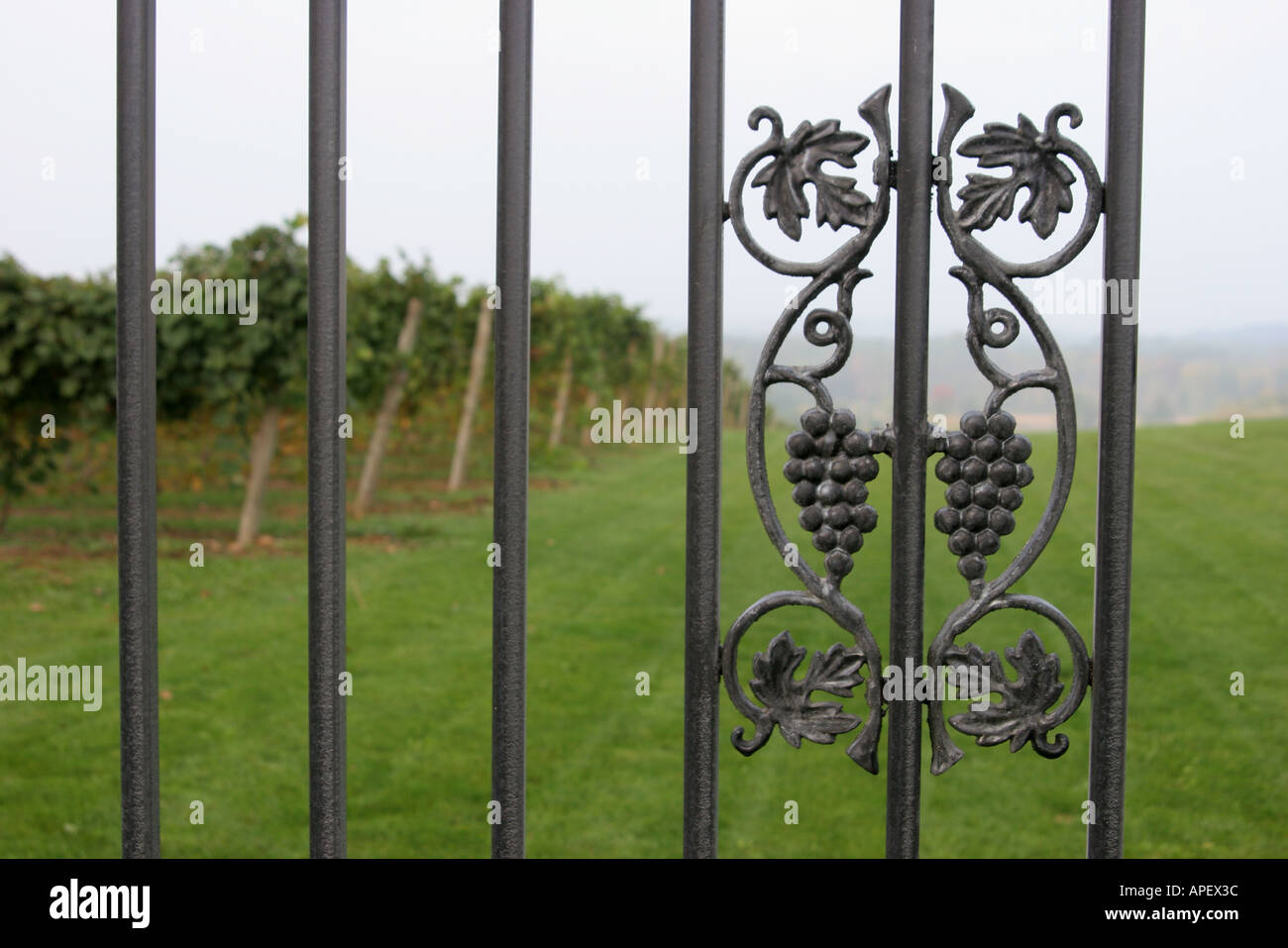 Wrought iron gate grapes hires stock photography and images Alamy