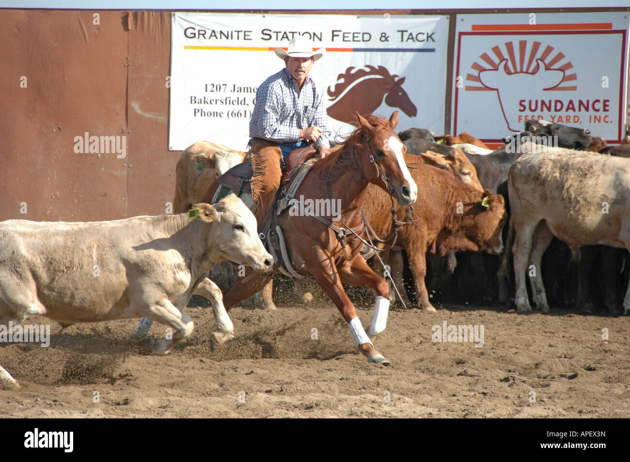 Cowboys Men Cutting horse with wild cattle competition on ranch in