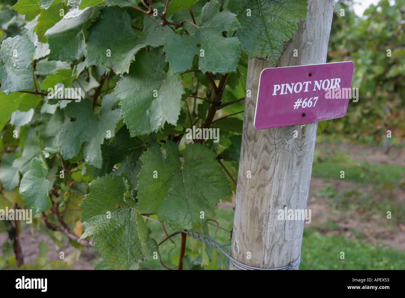 Michigan,MI,Mich,Upper Midwest,Coloma,Karma Vista Vineyards and Winery