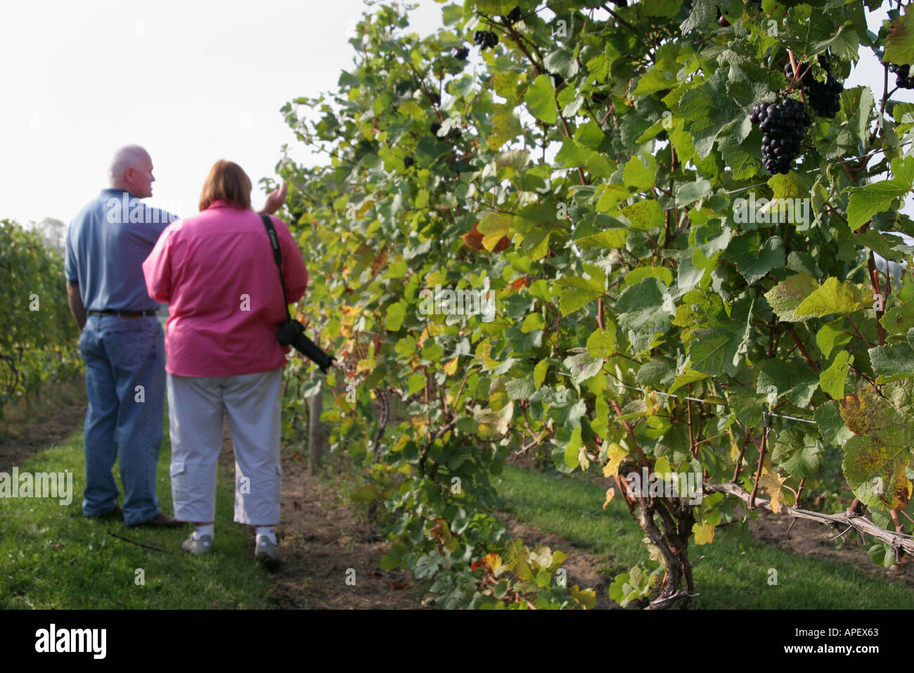 Michigan,MI,Mich,Upper Midwest,Coloma,Karma Vista Vineyards and Winery