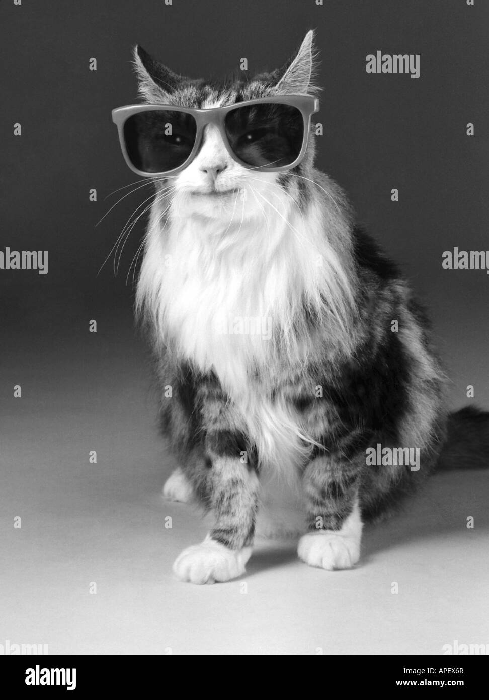 Cat, adult, (Calico?) black and white studio shot, wearing sunglasses, with apparent smile on face. Stock Photo