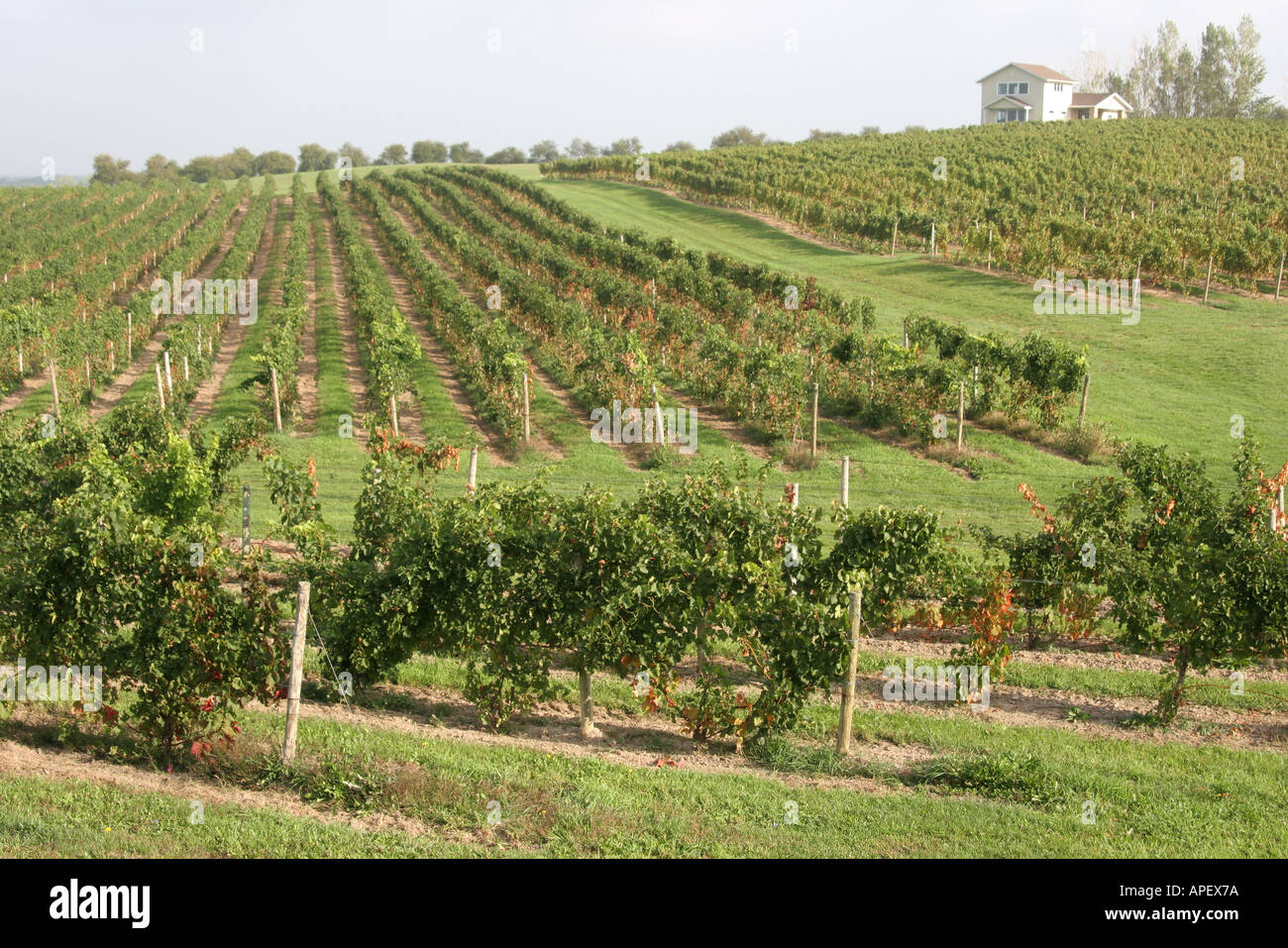 Michigan Coloma,Karma Vista Vineyards & Winery,Grape & Wine Industry Council,MI051014207 Stock Photo
