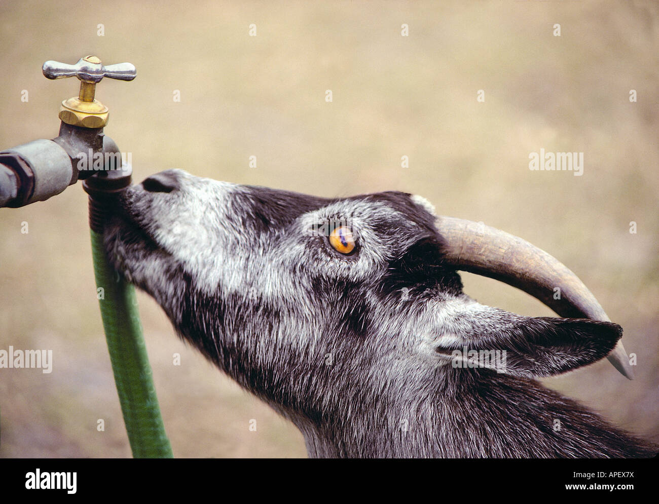Goat, gray, head with horns only, drinking from faucet connected to a