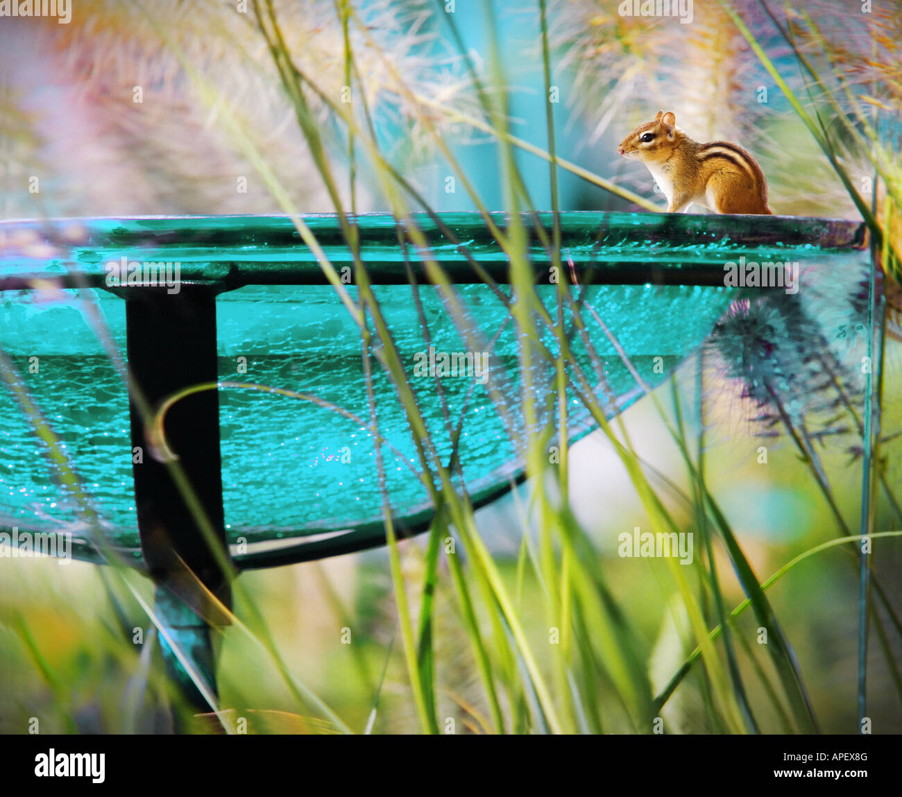 Pygmy squirrel sitting on rim of glass garden bird feeder, surrounded by tall grass. Stock Photo