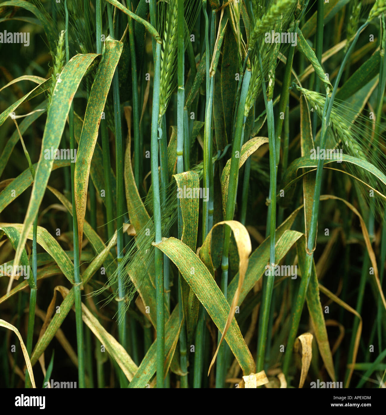 Brown rust Puccinia hordei infection on barley crop in ear Stock Photo