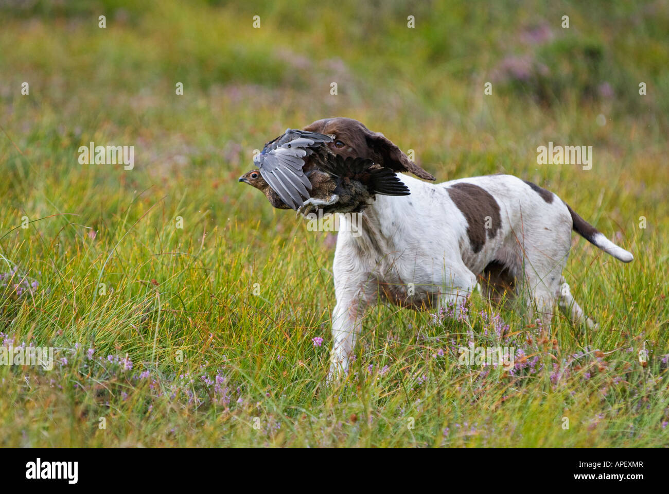 English Springer Spaniel Retrieving Red Grouse during Driven Red Grouse Shoot Near Aviemore Scotland Stock Photo