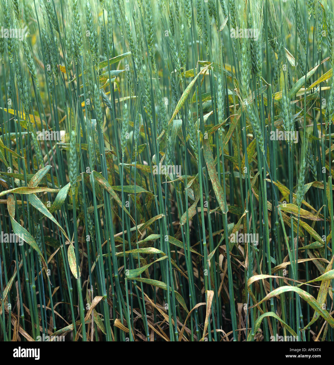 Severe infection of wheat leaf or  brown rust Puccinia triticina (recondita) on a bearded wheat Kansas USA Stock Photo