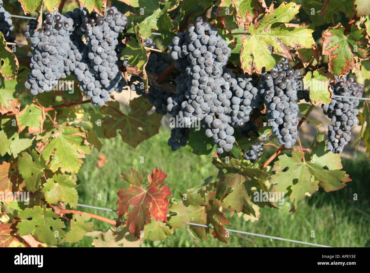 Michigan,MI,Mich,Upper Midwest,Berrien Springs,Domaine Berrien Cellars,grapes,vineyard,vineyards,grape,growing,agriculture,rural,country,countryside,v Stock Photo