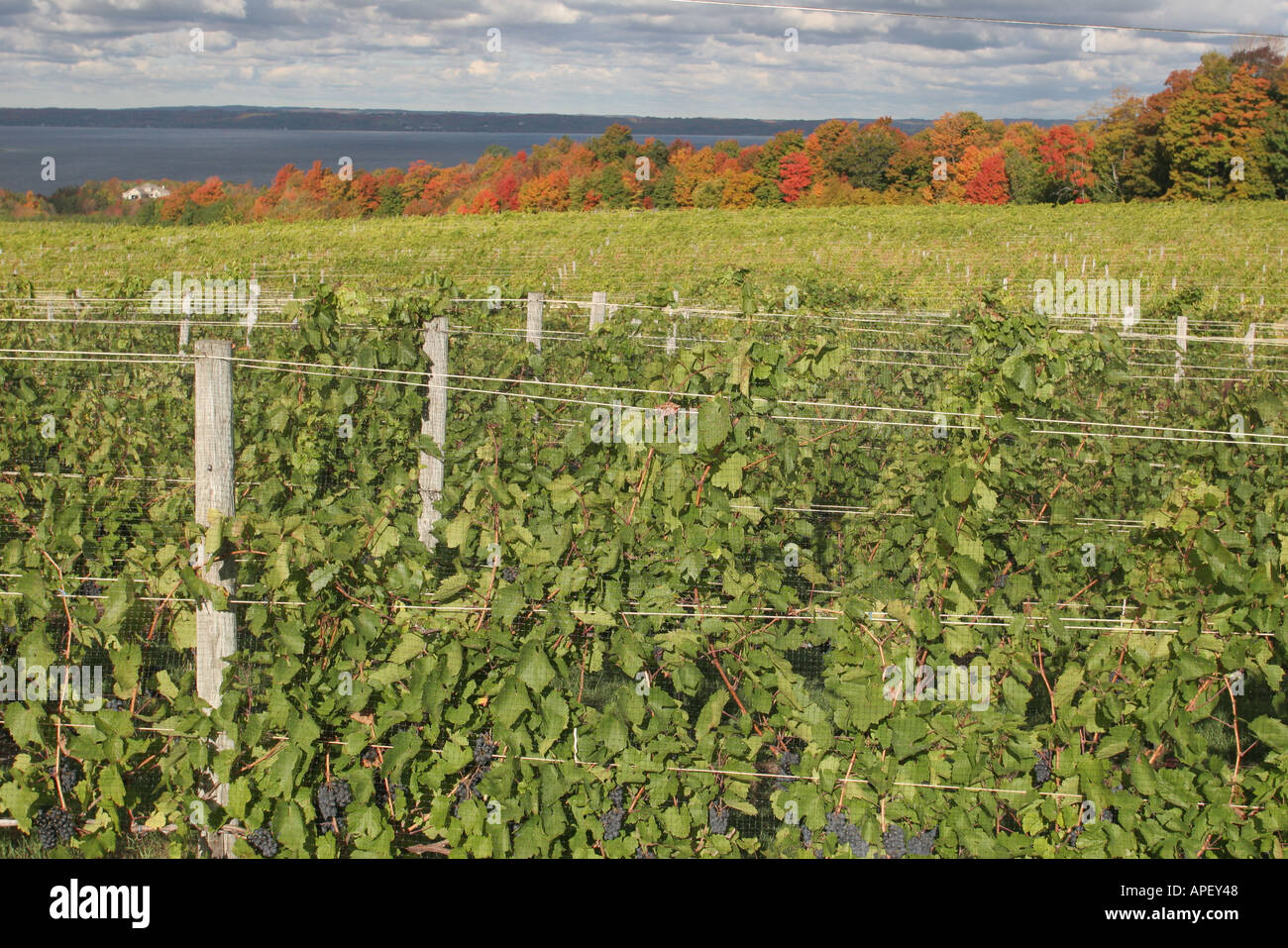 Michigan, MI, Mich, Upper Midwest, Old Mission Peninsula, Traverse City, vineyard, vineyards, grape, growing, agriculture, rural, country, countryside Stock Photo
