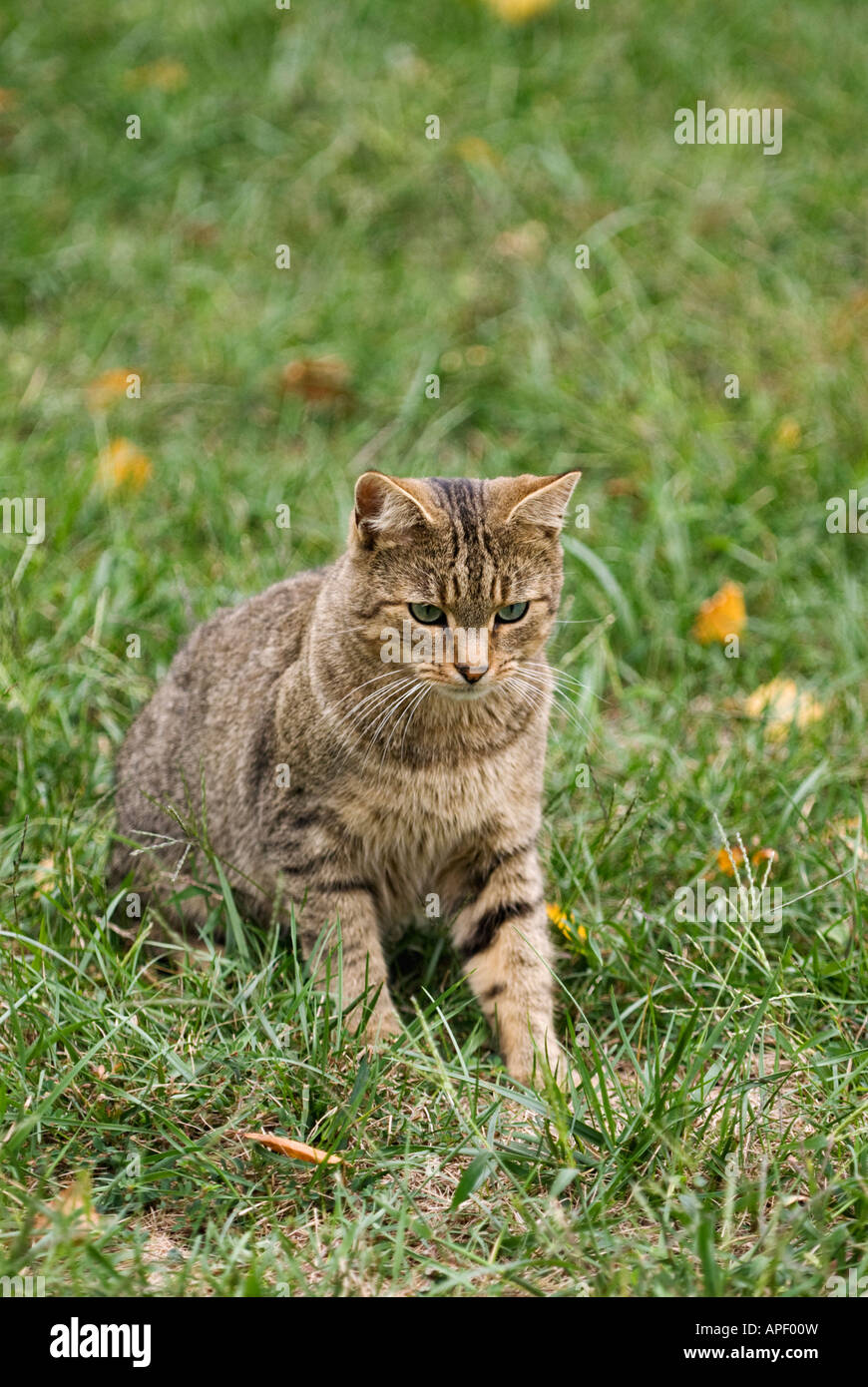 Gray Tabby Cat Stalking through Grass Stock Photo - Alamy